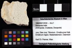 Foto (Objket + Etiketten) von Decapoda indet. 